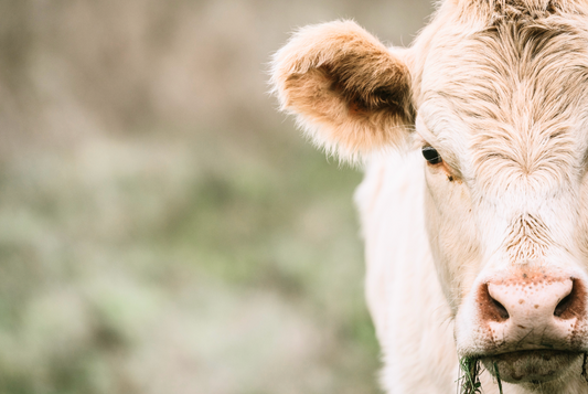 Why Choosing Grass-Fed & Grass-Finished Tallow Matters for Your Skin & the Planet